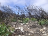 Kangaroo Island