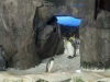 Pinguine